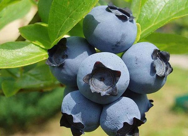 hybrid blåbärfrukt