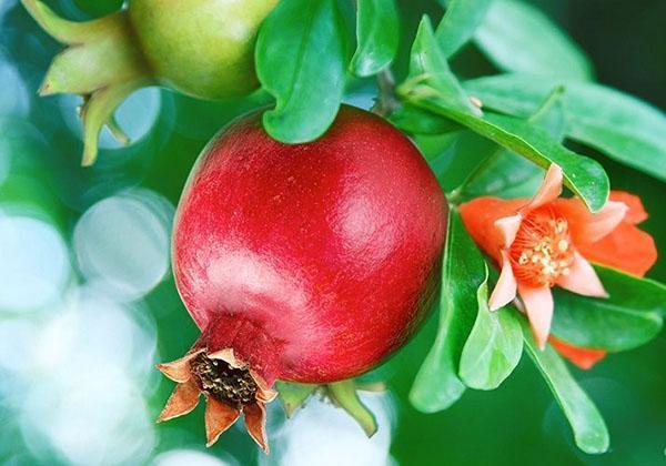 Granatapfelbaumzweig mit Früchten