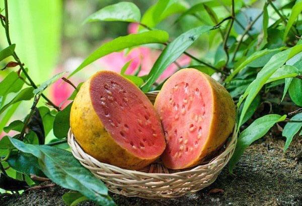 guava de mere tropicale