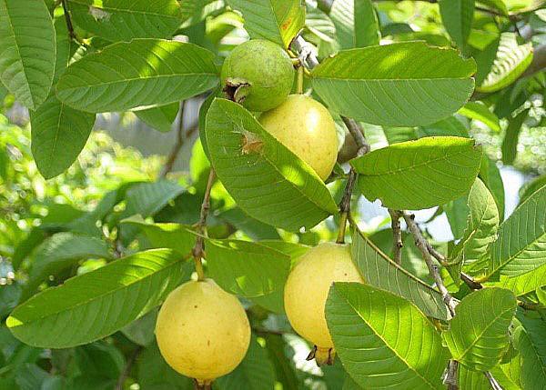 فاكهة شجرة الجوافة