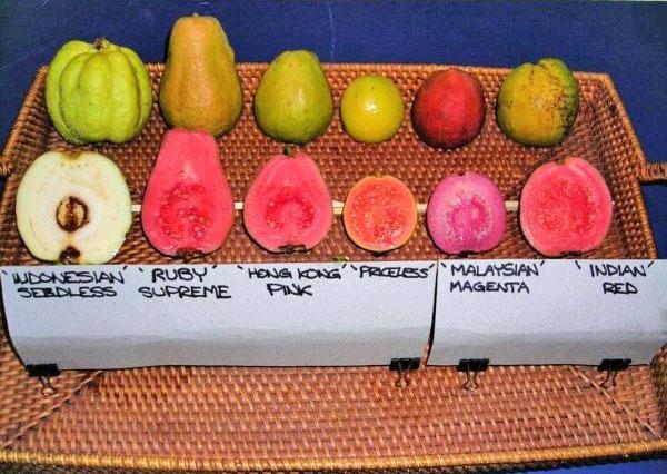 guava of different varieties