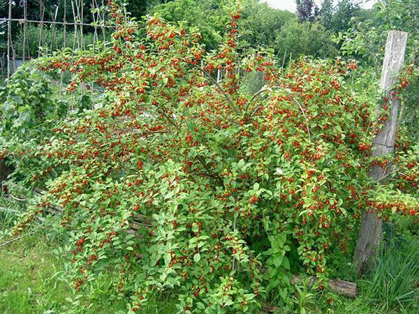 arbusto da frutto gumi