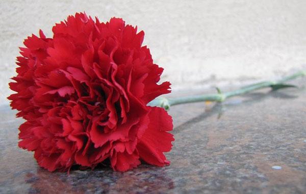 red carnation - a symbol of victory