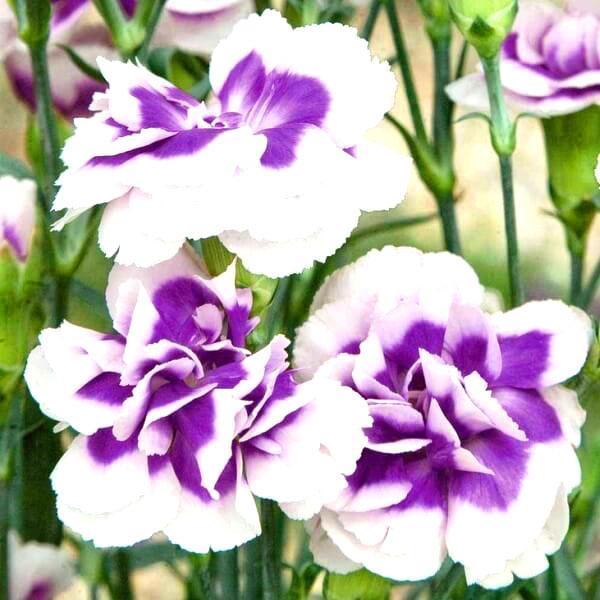 hoa cẩm chướng nhị sắc