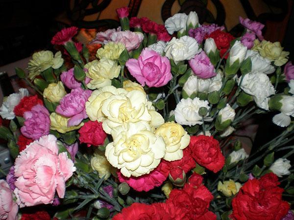 bó hoa cẩm chướng của các giống khác nhau