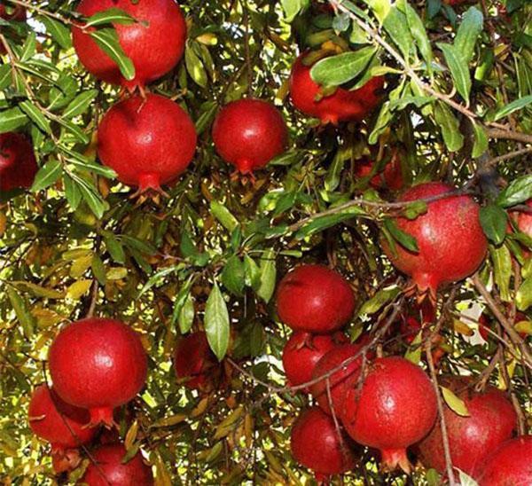royal fruit pomegranate