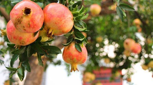 pomegranate fruits ripen