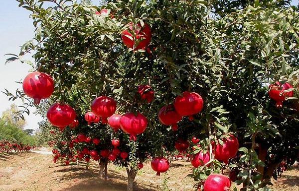 pomegranate garden