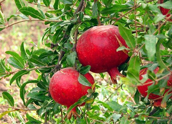granátová jablka na stromě