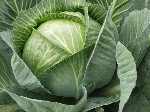 cabbage for stuffed cabbage
