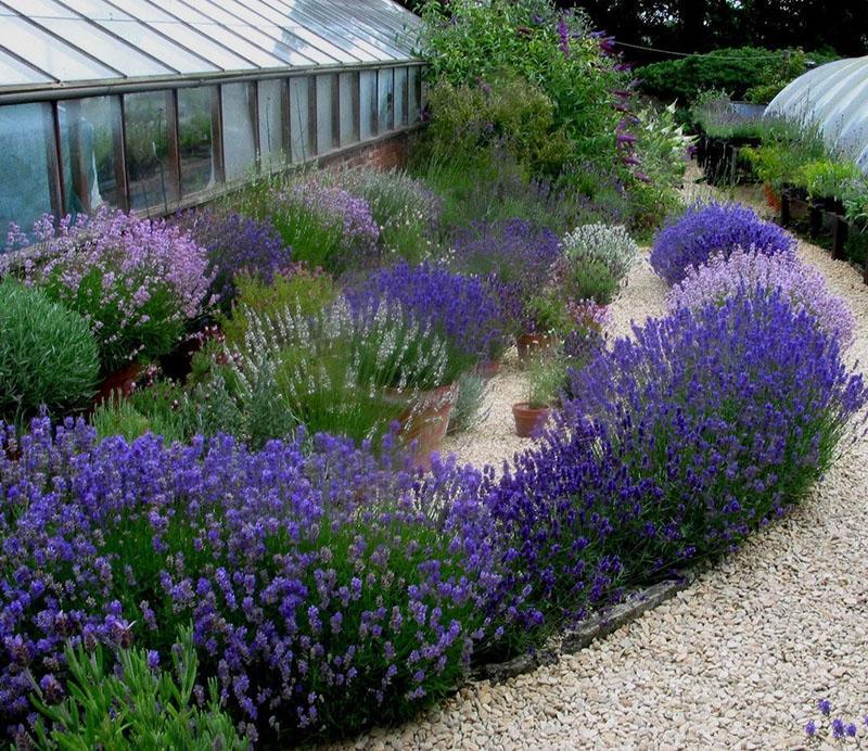 lavender at their summer cottage