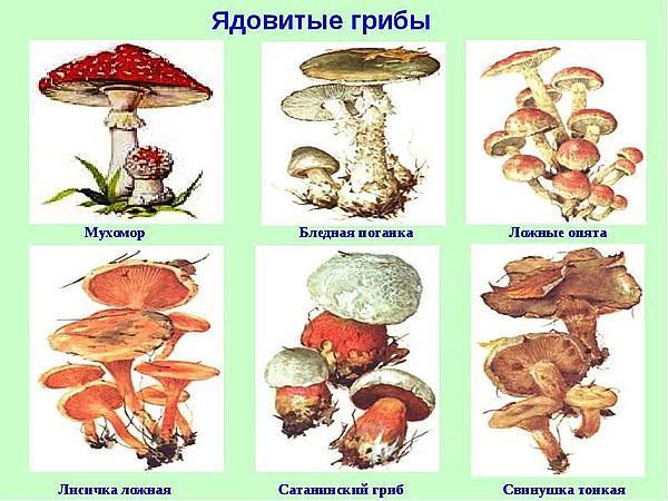 cogumelos perigosos