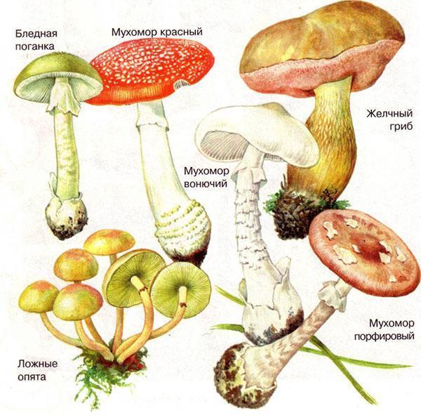 cogumelos venenosos