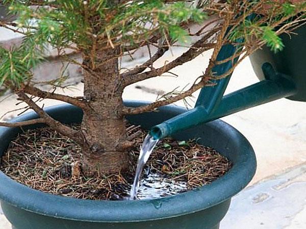 een kerstboom in een pot water geven