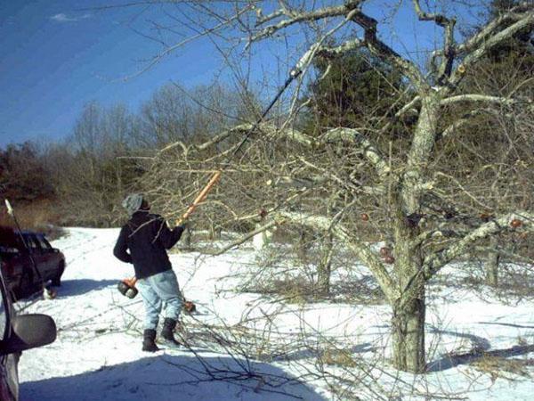 zimní prořezávání ovocných stromů