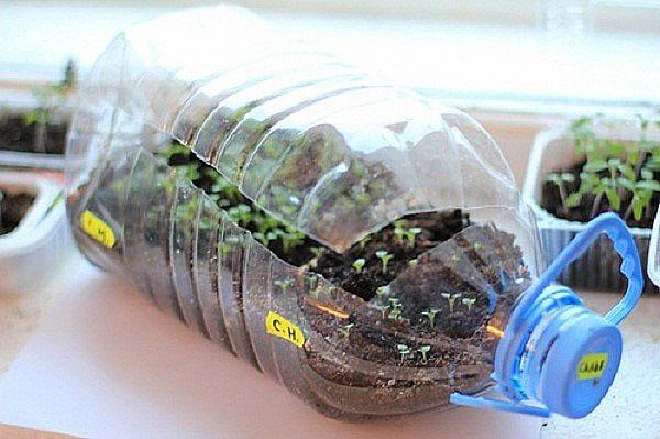 pěstování sazenic v plastové lahvi