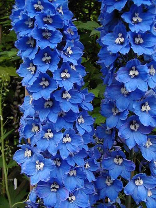 delphinium niebieski