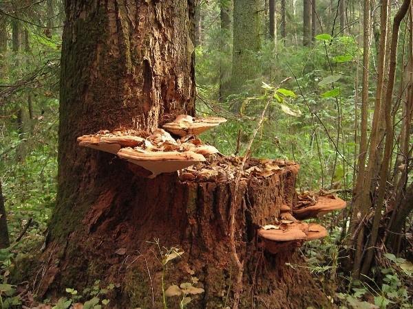 dřevěné houby