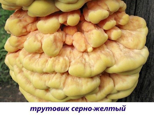 troudová houba sírově žlutá