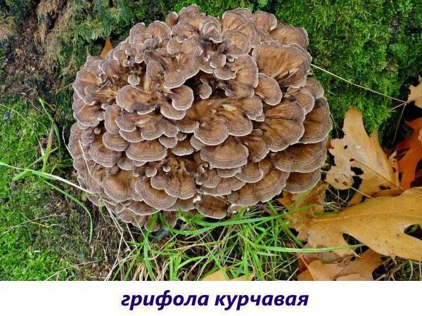 curly griffin mushroom
