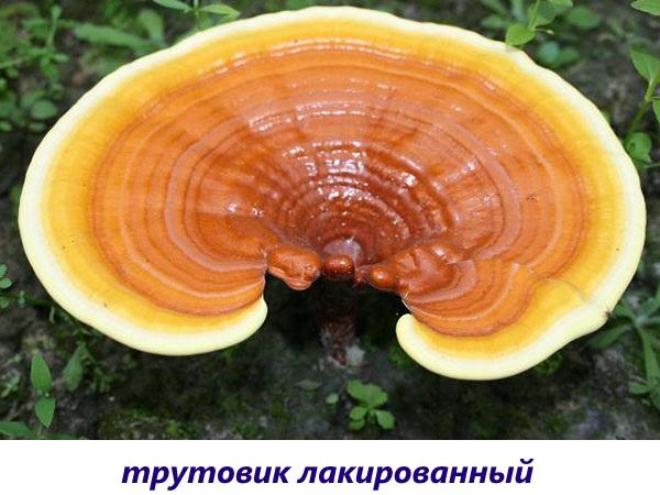 lacquered tinder fungus
