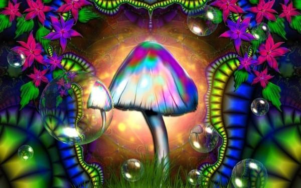 hallucinogén gombák