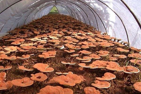 reishi-paddenstoel in een kas