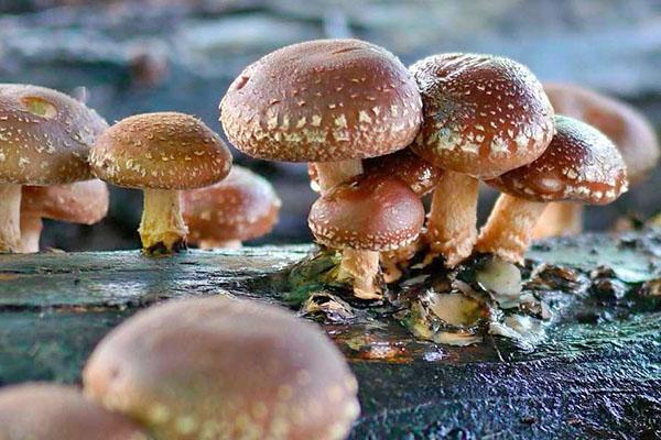 čínské houby shiitake