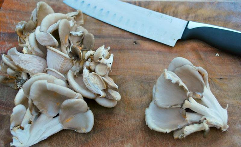 preparação de cogumelos ostra