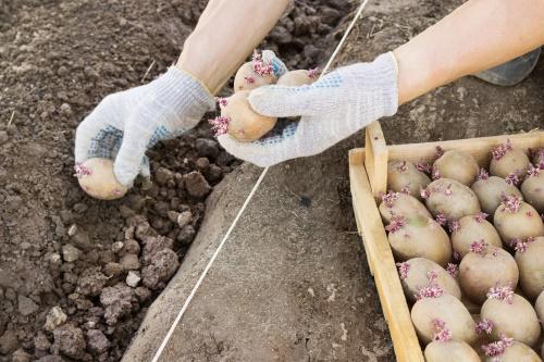 letné sadenie zemiakov