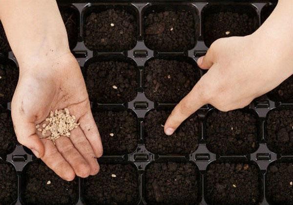 însămânțarea semințelor pentru răsaduri