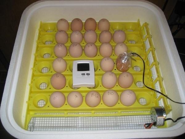 Eier in einen Inkubator legen