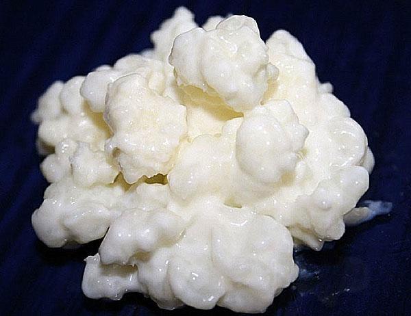 cogumelo de leite tibetano