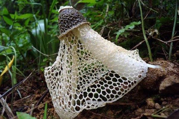 unusual edible mushroom