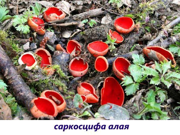 Nấm đỏ tươi Sarkoscif