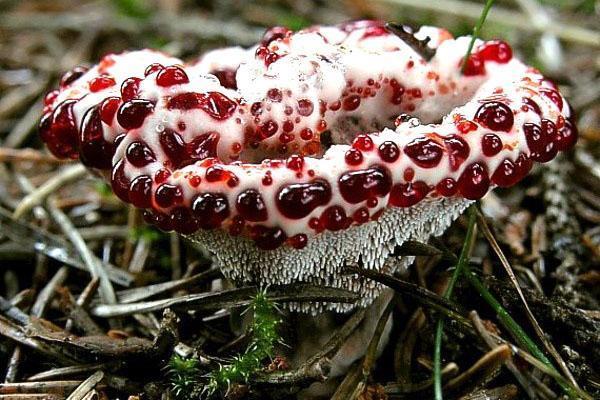 ungewöhnlicher ungenießbarer Pilz