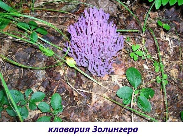 clavaria solinger mushroom