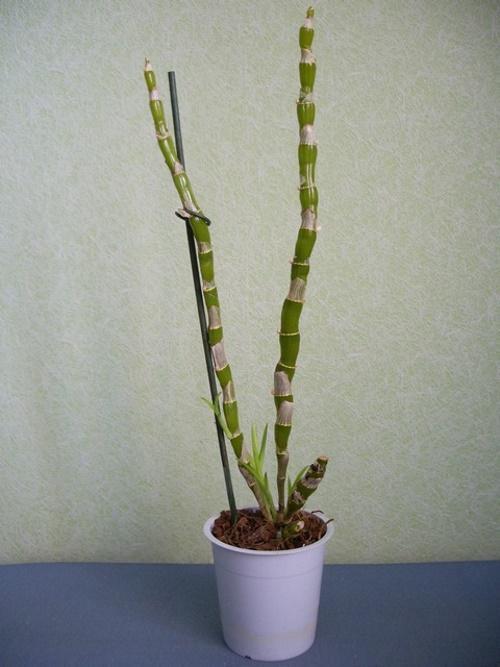 орхидея след цъфтежа