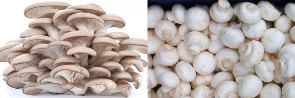 oyster mushrooms and champignons