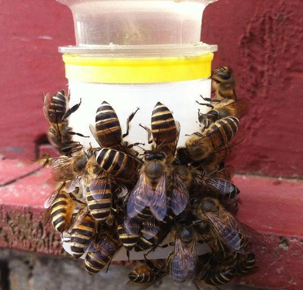 băutor de albine din China