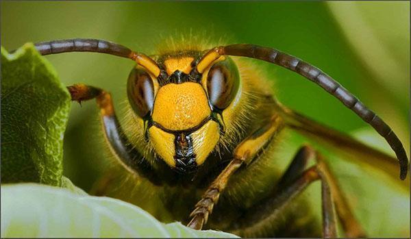 lebah sihat