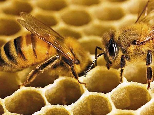 abelha constrói favo de mel