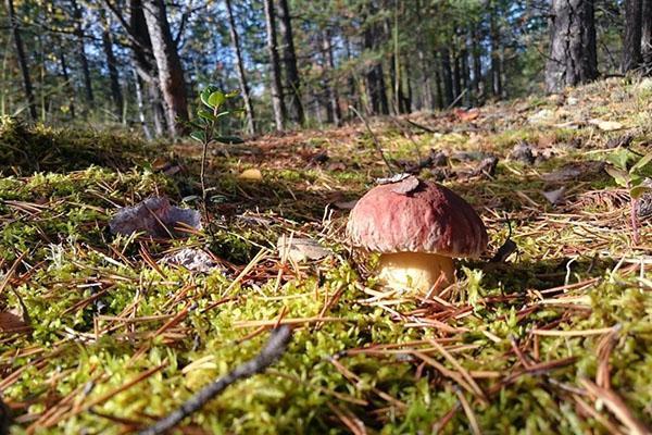 mushrooms grow in the forest