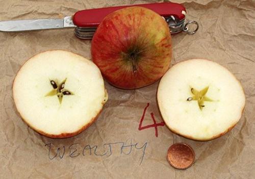 Apfel schneiden