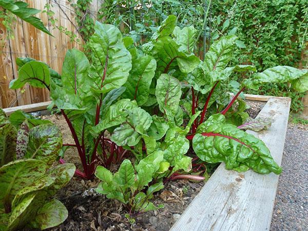 légumes dans un jardin chaleureux