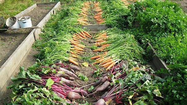 recoltați legume fără a utiliza substanțe chimice