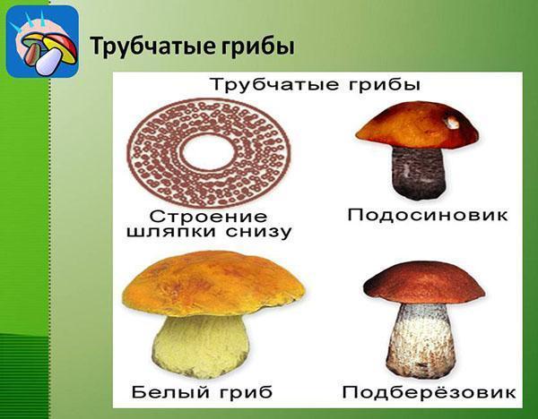 Struktur von röhrenförmigen Pilzen