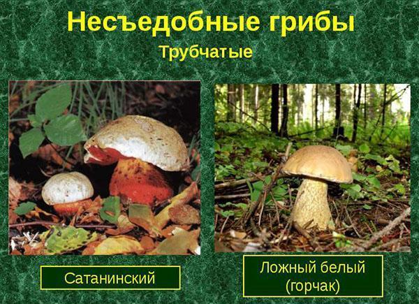 nepoživatelné trubkovité houby