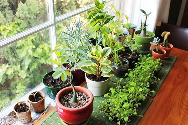 natürliche Verbände für Zimmerpflanzen