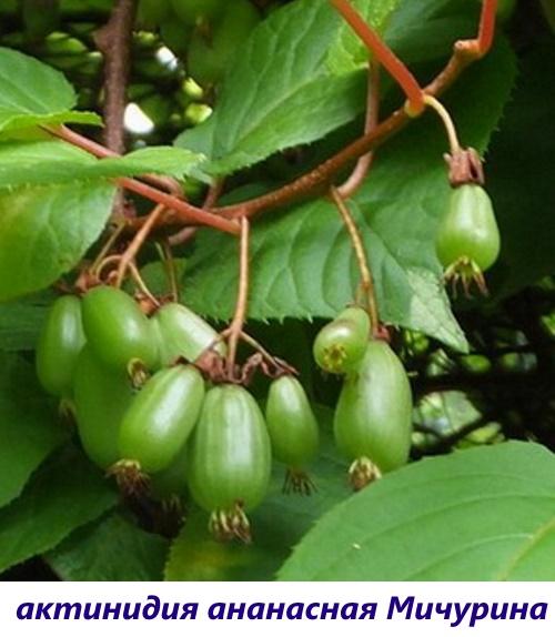 abacaxi michurina